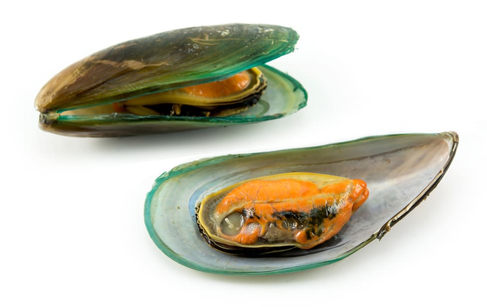 Green Mussels