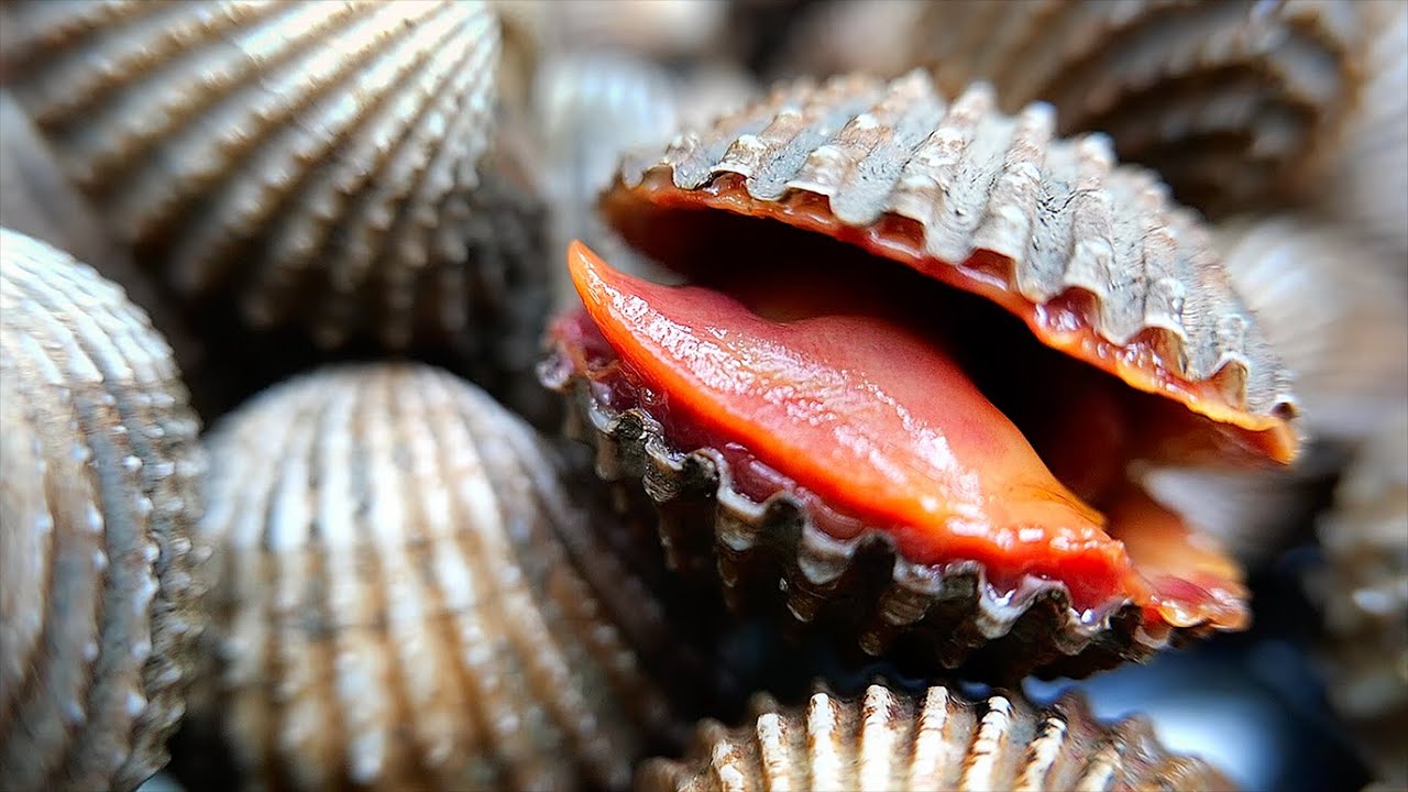 Blood Clams