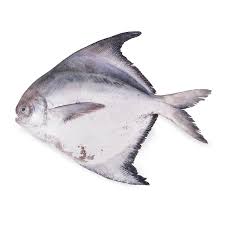 Chinese Pomfret