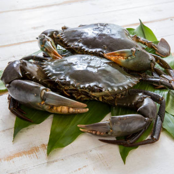 Green Mud Crabs