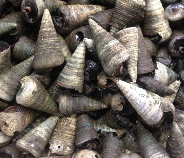 Horn Snails