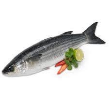Indian Mullet