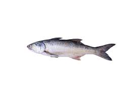 Black Indian Salmon