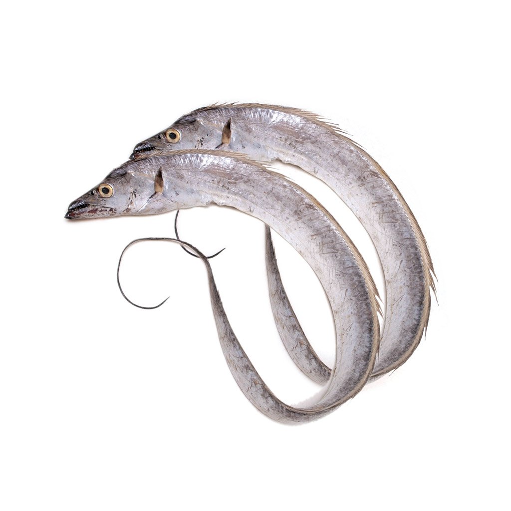 Ribbon Fish