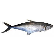 Seer Fish