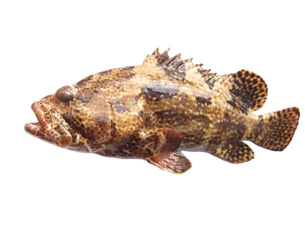Tiger Grouper
